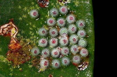 瑙蛺蝶 Abrota ganga formosana