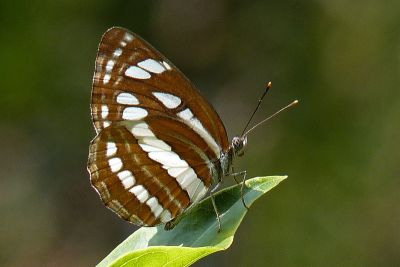 豆環蛺蝶 Neptis hylas luculenta 性別不明