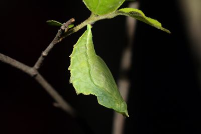 白裳貓蛺蝶 Timelaea albescens formosana