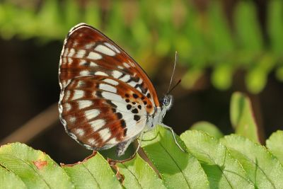 黑星環蛺蝶 Neptis pryeri jucundita 性別不明