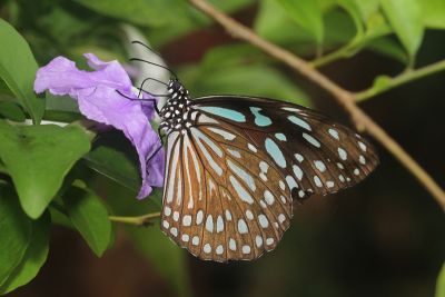 淡紋青斑蝶 Tirumala limniace limniace 雌蟲
