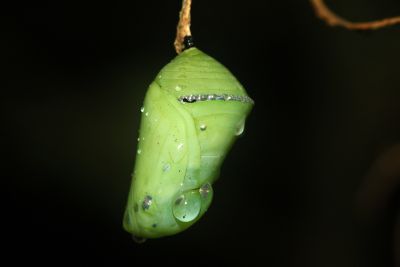 淡紋青斑蝶 Tirumala limniace limniace