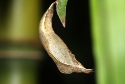 孿斑黛眼蝶 Lethe gemina zaitha