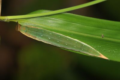 臺灣斑眼蝶 Penthema formosanum