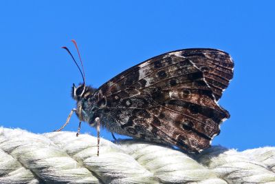 黃斑蔭眼蝶 Neope pulaha didia 性別不明
