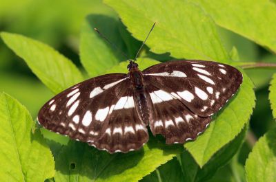 殘眉線蛺蝶 Limenitis sulpitia tricula 性別不明