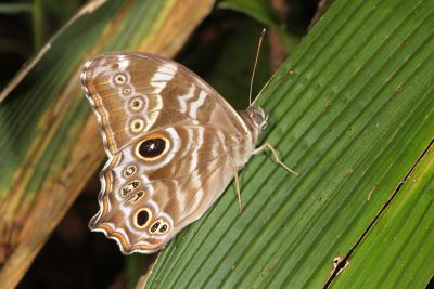 波紋黛眼蝶 Lethe rohria daemoniaca 雄蟲