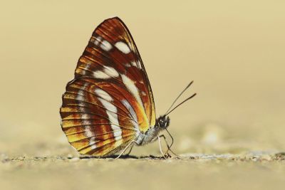 奇環蛺蝶 Neptis ilos nirei 性別不明
