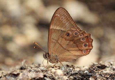 深山黛眼蝶 Lethe insana formosana 雄蟲
