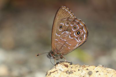 圓翅幽眼蝶 Zophoessa siderea kanoi