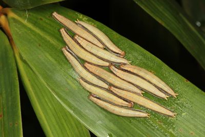 Neope muirheadi nagasawae