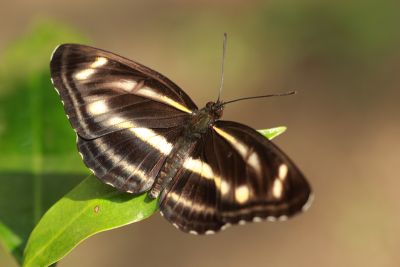 流紋環蛺蝶 Neptis noyala ikedai