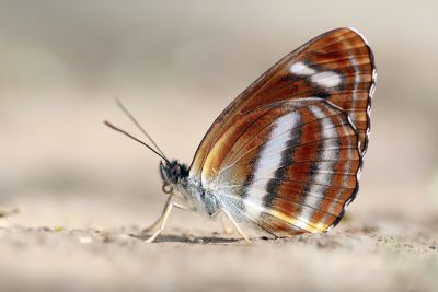 流紋環蛺蝶 Neptis noyala ikedai