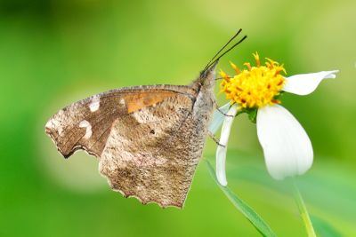 東方喙蝶 Libythea lepita formosana 雌蟲
