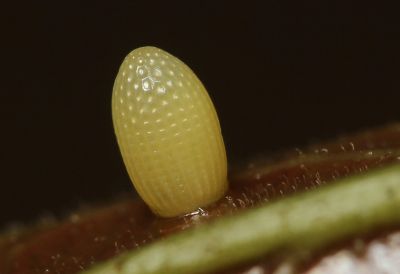 異紋紫斑蝶 Euploea mulciber barsine