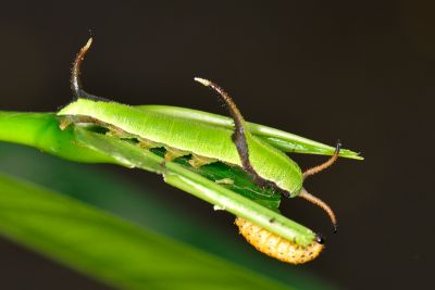 網絲蛺蝶 Cyrestis thyodamas formosana