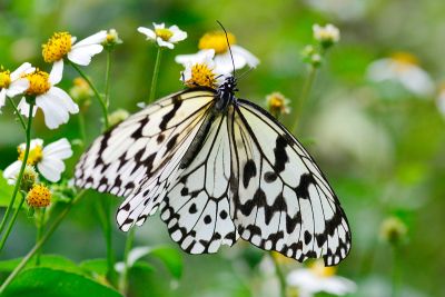 大白斑蝶 Idea leuconoe clara 雌蟲