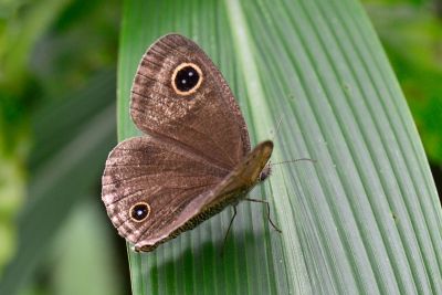 密紋波眼蝶 Ypthima multistriata 雌蟲