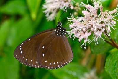 小紫斑蝶 Euploea tulliolus koxinga 雄蟲
