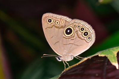 巴氏黛眼蝶 Lethe butleri periscelis 雄蟲