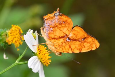散紋盛蛺蝶華南亞種 Symbrenthia lilaea lunica 雌蟲