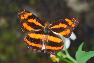 散紋盛蛺蝶華南亞種 Symbrenthia lilaea lunica 雌蟲
