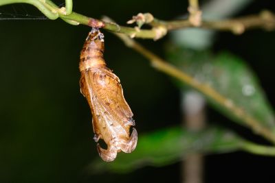 Athyma asura baelia