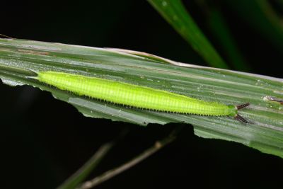森林暮眼蝶 Melanitis phedima polishana