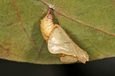 細帶環蛺蝶 Neptis nata lutatia