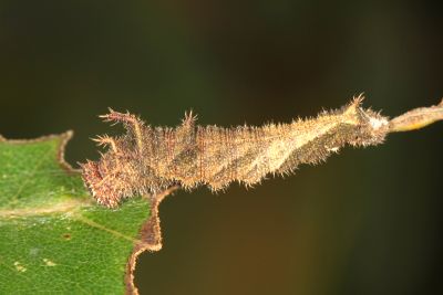 細帶環蛺蝶 Neptis nata lutatia