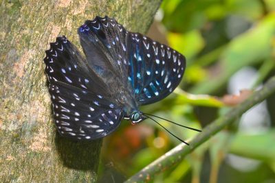 流星蛺蝶 Dichorragia nesimachus formosanus 雄蟲