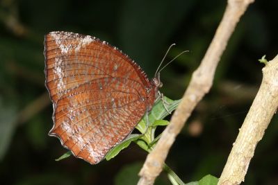 藍紋鋸眼蝶 Elymnias hypermnestra hainana 性別不明
