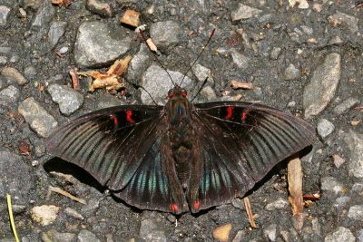 紅玉翠蛺蝶 Euthalia irrubescens fulguralis 雄蟲