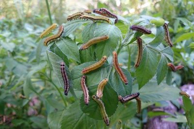 東方喙蝶 Libythea lepita formosana