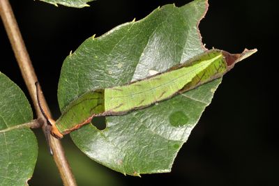 流星蛺蝶 Dichorragia nesimachus formosanus