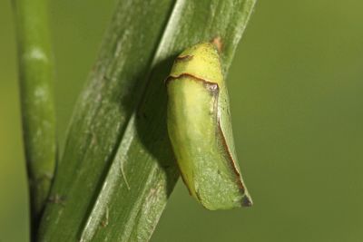 密紋波眼蝶 Ypthima multistriata