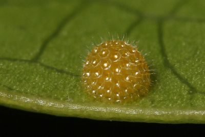 Athyma cama zoroastes