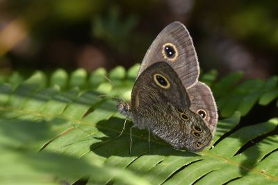 小波眼蝶 Ypthima baldus zodina 雄蟲