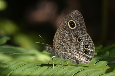 小波眼蝶 Ypthima baldus zodina 雄蟲
