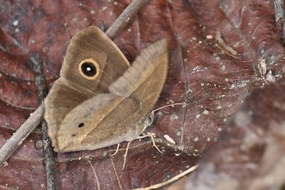 切翅眉眼蝶 Mycalesis zonata 雌蟲