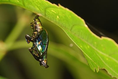 異紋帶蛺蝶 Athyma selenophora laela