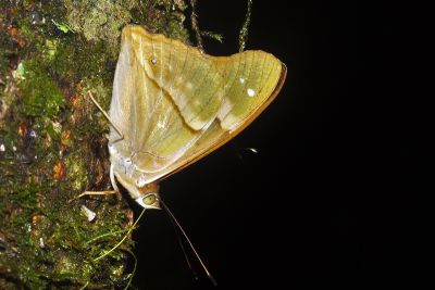 武鎧蛺蝶 Chitoria ulupi arakii 性別不明