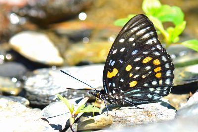 燦蛺蝶 Sephisa chandra androdamas 雌蟲