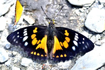 燦蛺蝶 Sephisa chandra androdamas 雄蟲