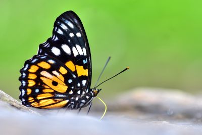 燦蛺蝶 Sephisa chandra androdamas 雄蟲