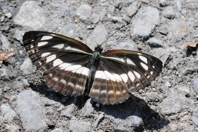 斷線環蛺蝶 Neptis soma tayalina 性別不明