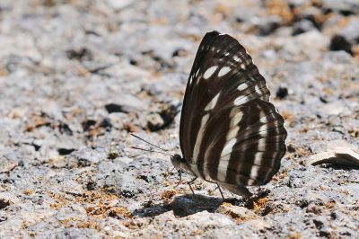 細帶環蛺蝶 Neptis nata lutatia 性別不明