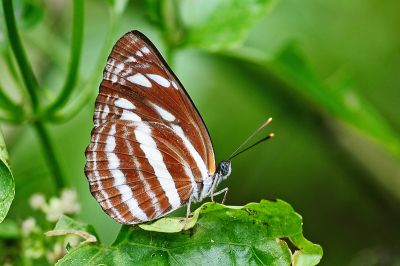 細帶環蛺蝶 Neptis nata lutatia 性別不明