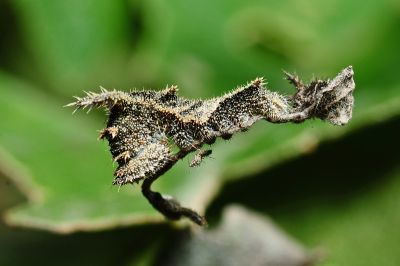 細帶環蛺蝶 Neptis nata lutatia