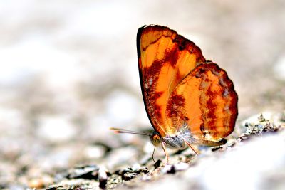 金環蛺蝶 Pantoporia hordonia rihodona 雄蟲